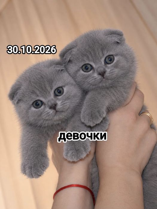 Вислоушки Шотландские котята