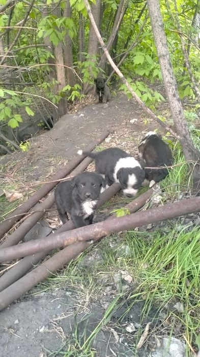 Щенки отдаются бесплатно