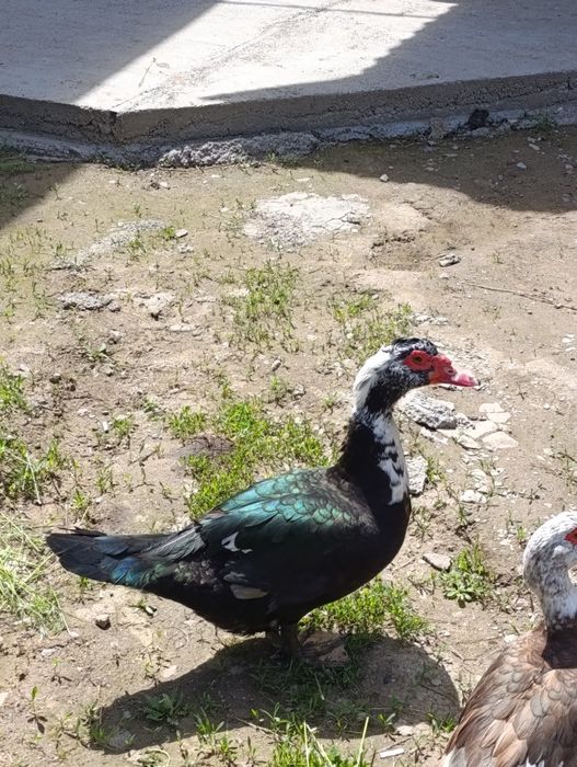 Обмен селезень индоутка