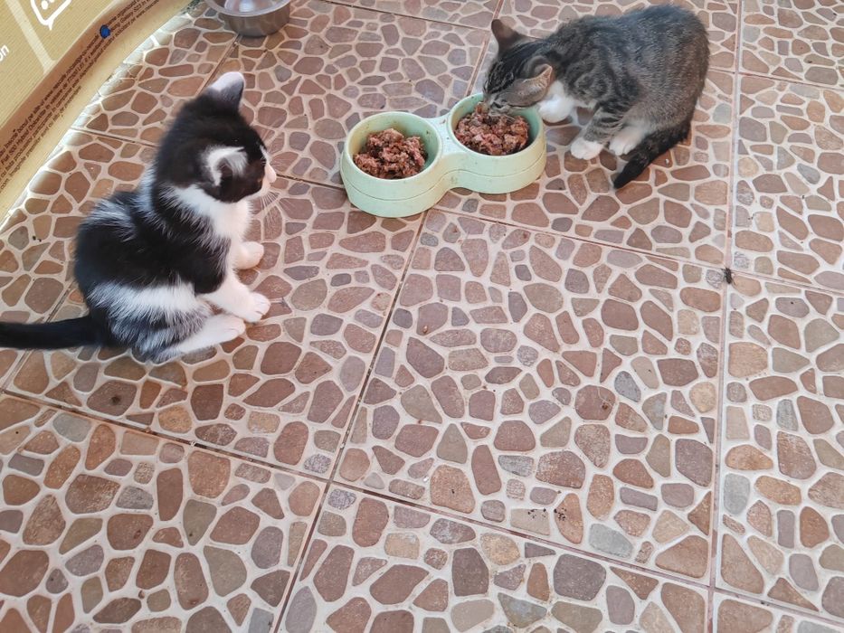 Donam pui de pisica