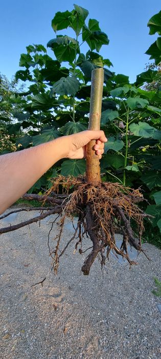 Butas Paulownia Hibrid 9501