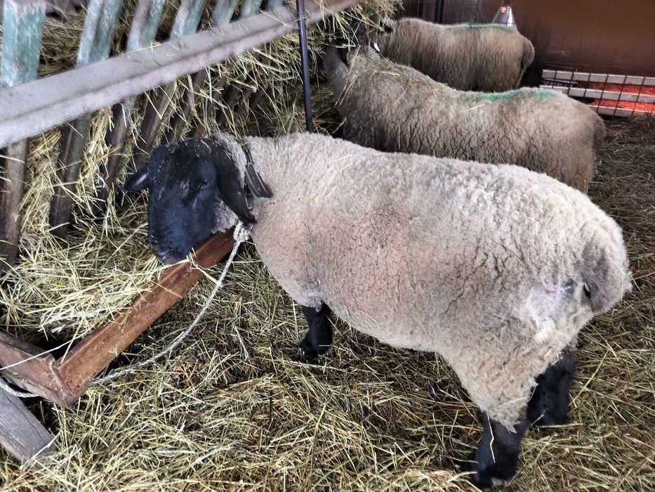 Berbec suffolk de vânzare