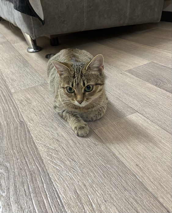 Отдам двух кошечек