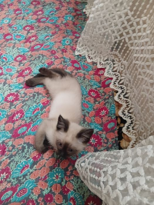 Mushuk sotiladi  o'g'ilbola zoti Siam mushugi