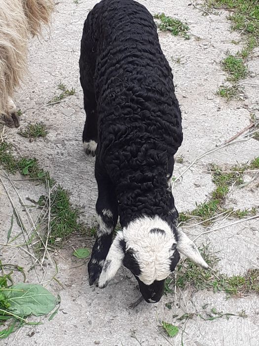Vând oaie țurcană tânără și bună de lapte