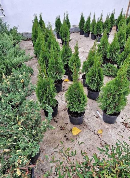 Plante Ornamentale de Elită – Livrare Rapidă și Montaj Inclus