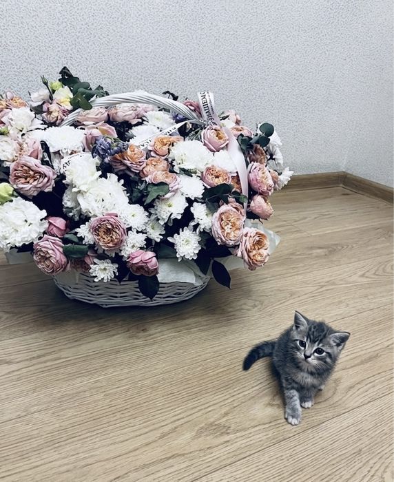 Мальенкая кошка британская