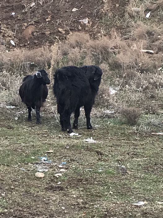 Козел теке еркек ешкі
