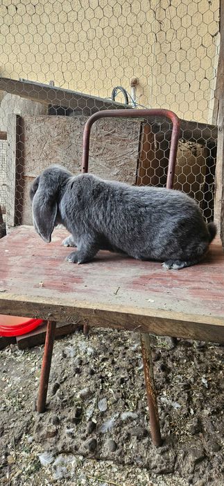 Mascul berbec german albastru