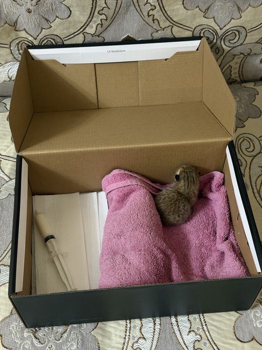 Отдам котенка в добрые руки