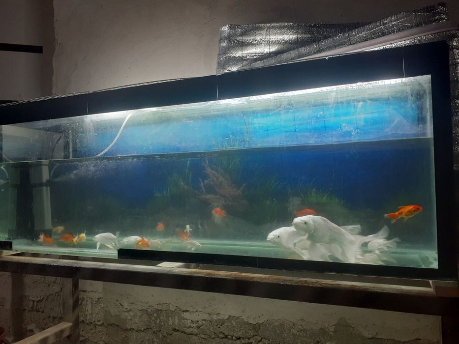 Baliq Koya platinum kichik katta bor