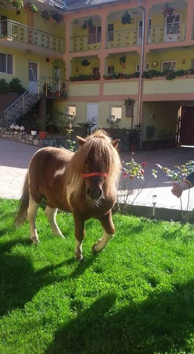 Vand ponei foarte cuminte armasar