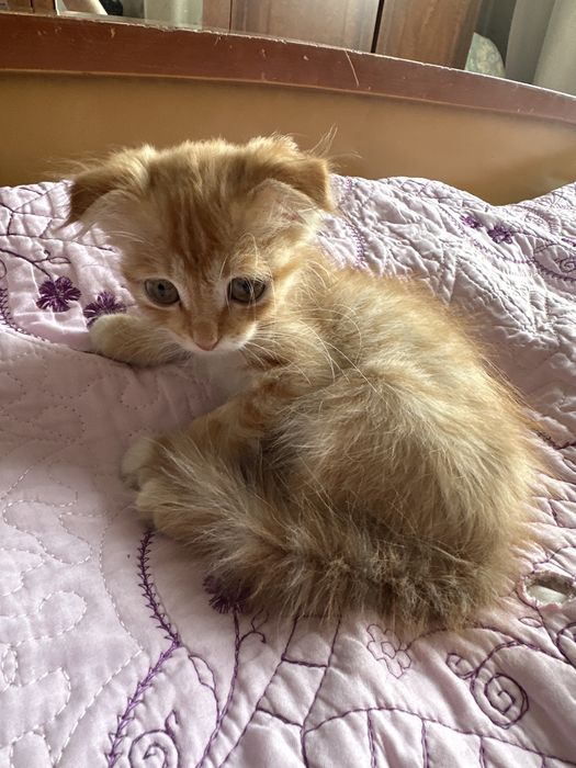 Шотландский котенок