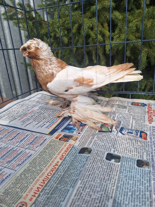 Продам самца 2025 по наватам