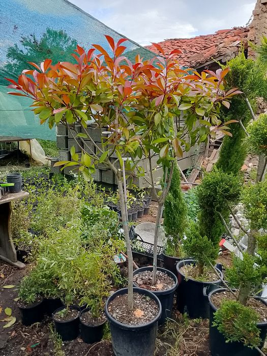 Лавровишна кавказика