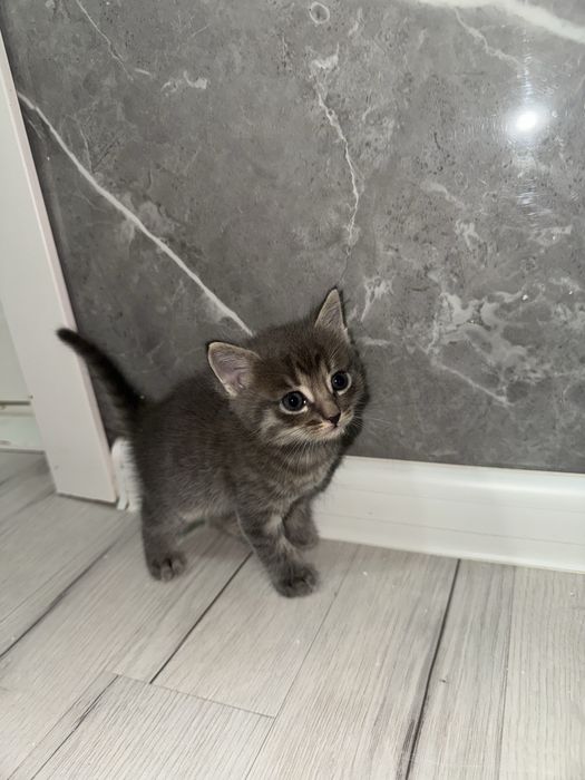 Мысыктар бесплатно