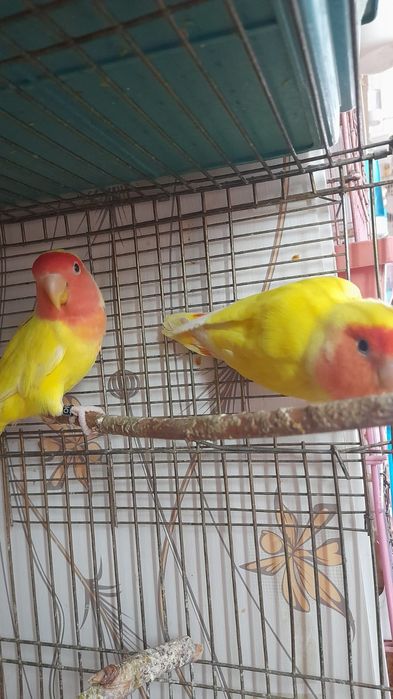 Попугаев неразлучников