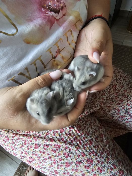Pui de hamsteri-  pet shop