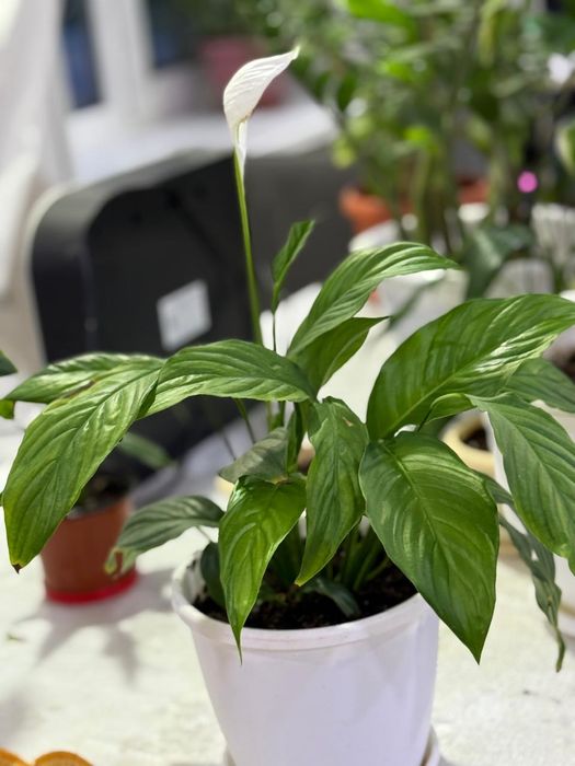 Продаётся Цветы комнатные