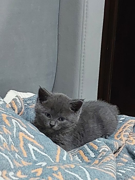 Продаются котята