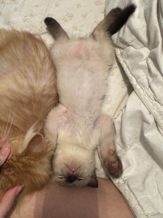 котята в добрые руки!