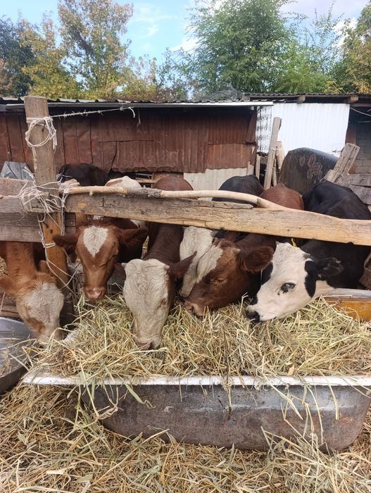 Продам породных бычков.