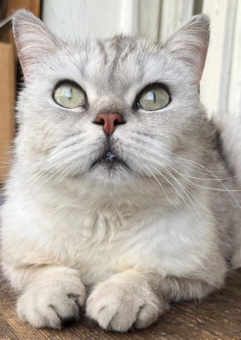 Найдена Британская кошка