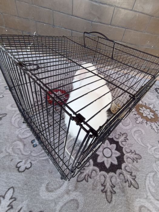 Quyonlar nomi karliki dekorativ quyon bolalari