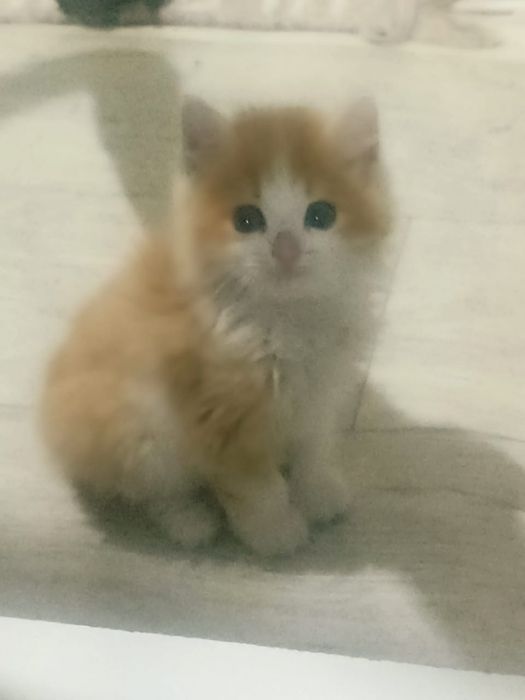 Отдам котенка в хорошие руки