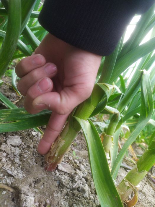 Koʻk chisnok кук чиснок