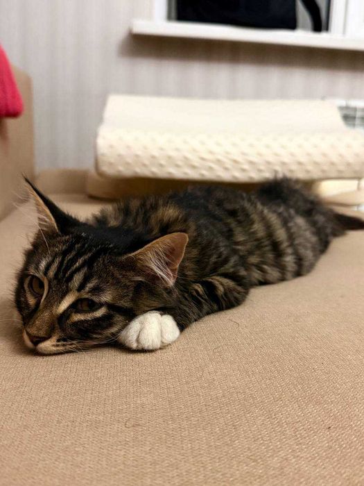 Отдам котёнка в добрые руки