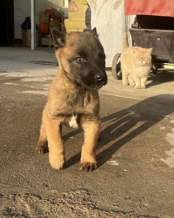 Кабель щенок Малинуа