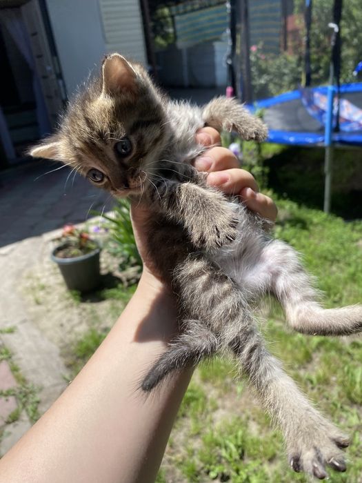 Отдам котят в хороший руки