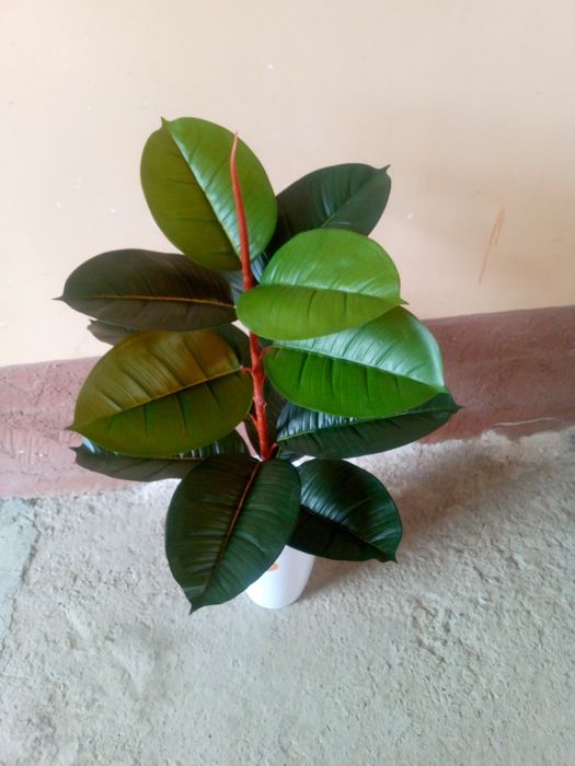 Seks video va porno tomosha