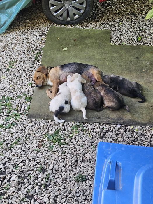 Donez căței metis Beagle