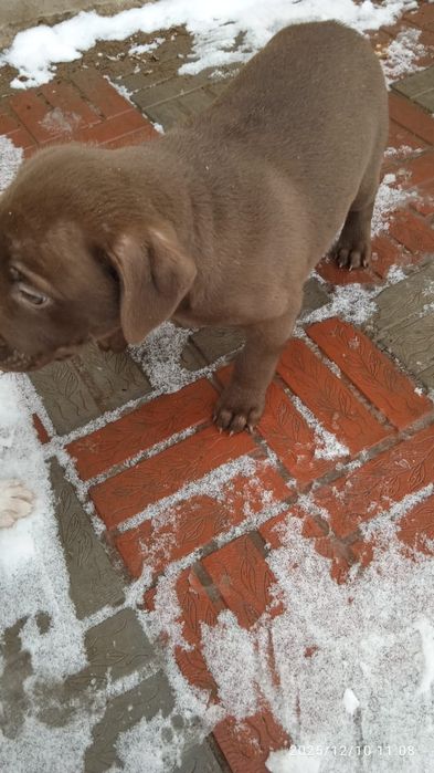 Продам щенков питбуля 50.000