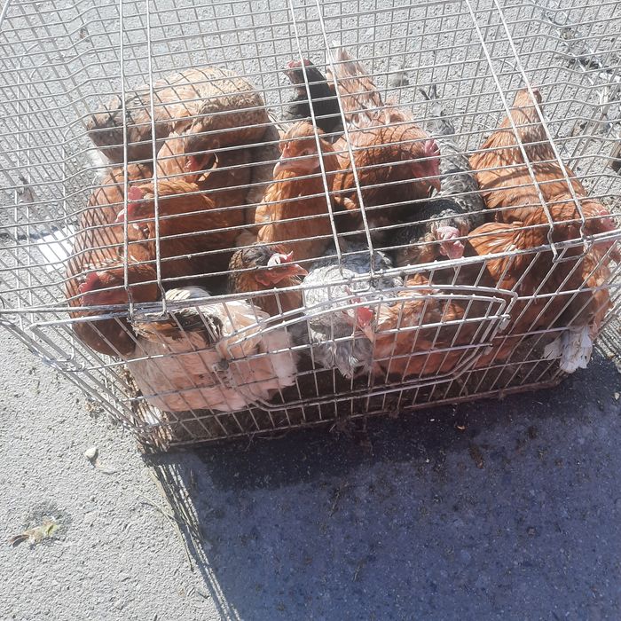 Продаю кур и куриц