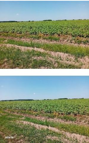 Teren extravilan Peris, ID: R3454860