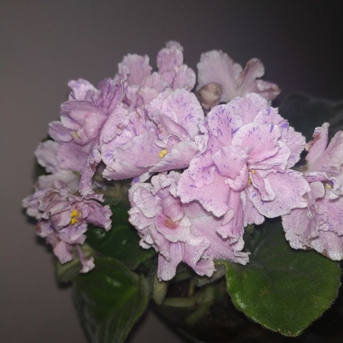 Фиалки разных сортов от 20000 до 25000