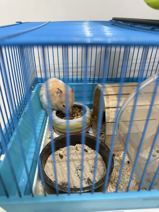 Отдам хомяка  за шоколадку