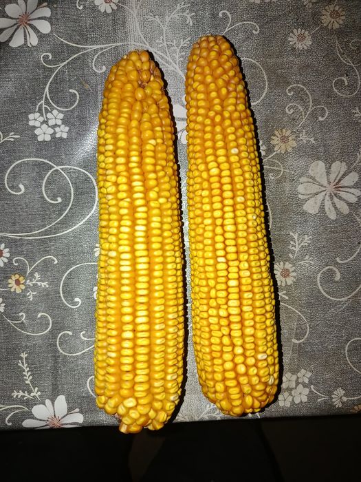 Макка жухори уруги, Makka jo'xori urugʻ'i