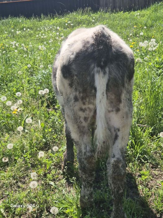Vând vițică si tăuraș Belgian vârstă 3 luni jumătate