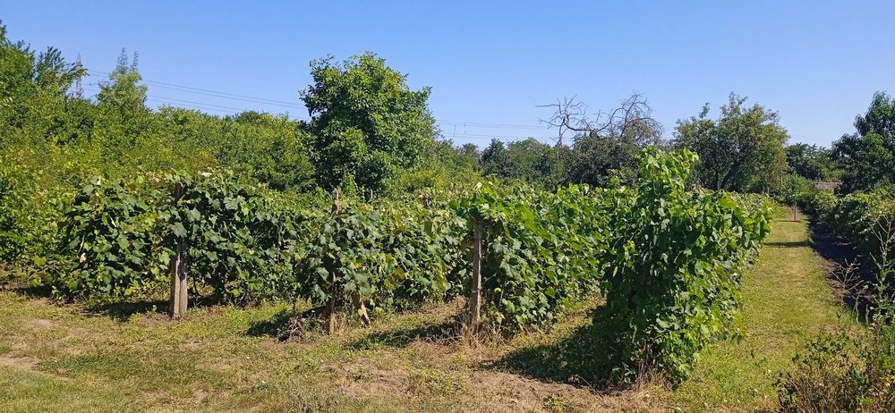 Продава се Парцел в Добрич, м-т Газибаба - 600 кв.м за 7 €/кв.м - Снимка #3