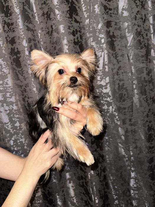 Щенок Йорширского терьера