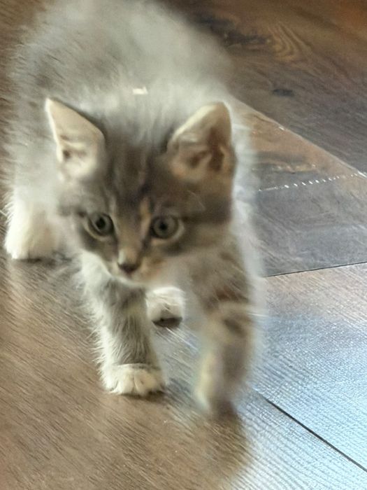 Котенок 2 месяцев в добрые руки