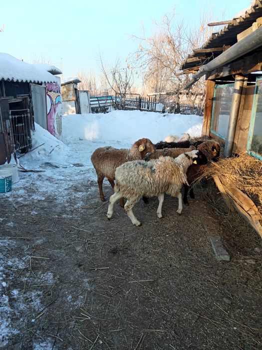 Бараны токтушки животное