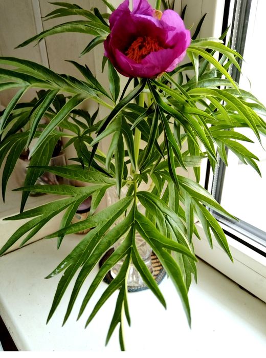 Пион Марьин корень.