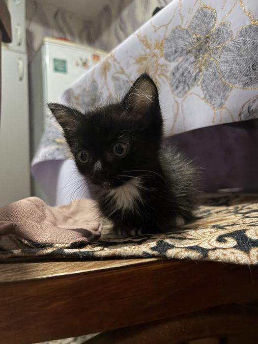 Отдаем котят в добрые руки