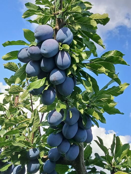 Prune pentru compot si gem