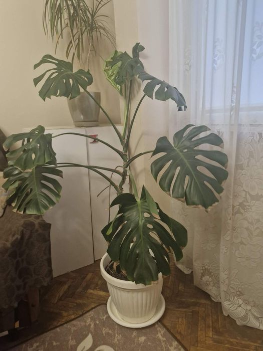 Филодендрон / Монстера